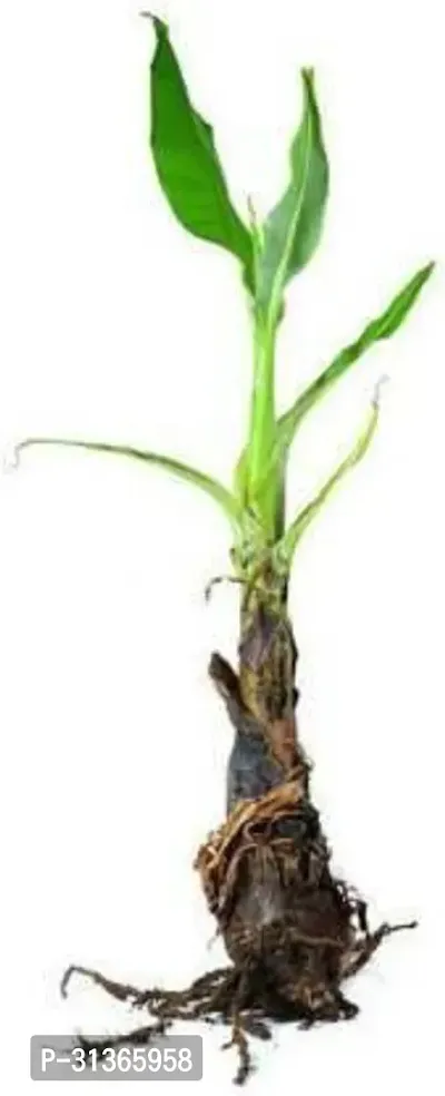 Mini Banana Tree - Perfect for Patios and Small Gardens-thumb0