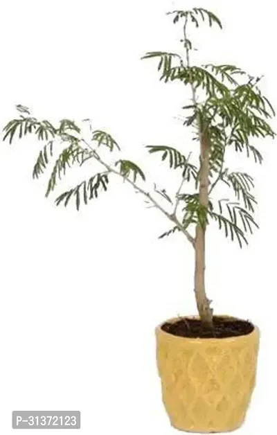 Kumubon Shami Plant for Calming Spaces-thumb0