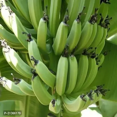 Edible Hardy Banana Plant - Great for Gardeners-thumb0