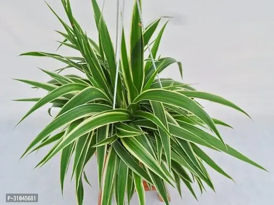 Air Purifying Spider Plant - Ideal for Home and Office-thumb0