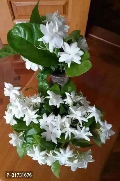 Fragrant Jasmine Plant in Ceramic Pot-thumb0