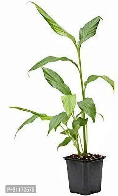 Elaichi Plant - Perfect for Home and Garden-thumb0