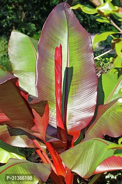 Premium Musa Basjoo Banana Tree - Cold Hardy Variety-thumb0