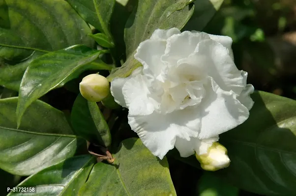 Potted Jasmine Plant - Ideal for Patios and Balconies-thumb4