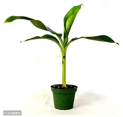 Fresh Live Banana Plant - Ready to Grow-thumb0