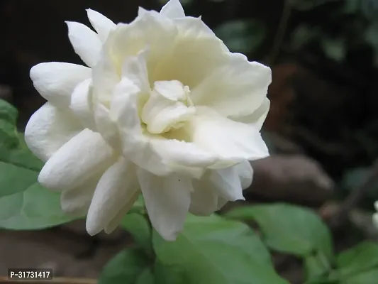 Live Jasmine Plant - Beautiful and Fragrant-thumb0