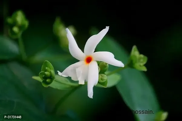 Fast-Growing Jasmine Plant in Planter-thumb0