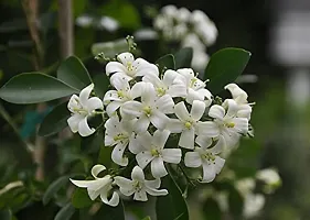 Live Jasmine Plant - Easy Care and Aromatic-thumb1