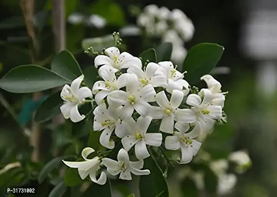 Live Jasmine Plant - Easy Care and Aromatic-thumb2