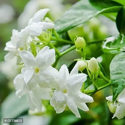 Fragrant Jasmine Plant in Ceramic Pot-thumb0