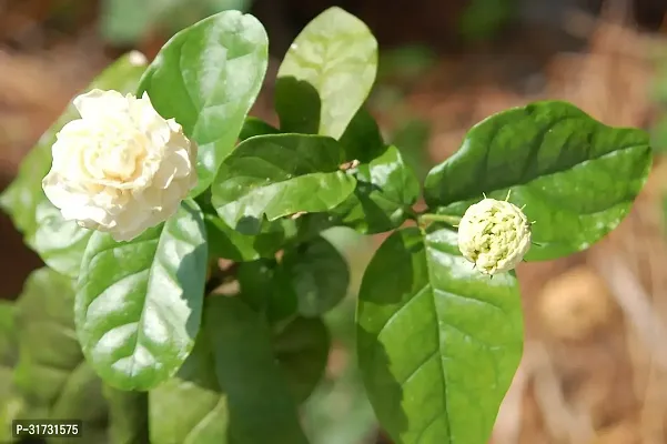 Healthy Jasmine Plant - Perfect for Indoor Spaces-thumb0