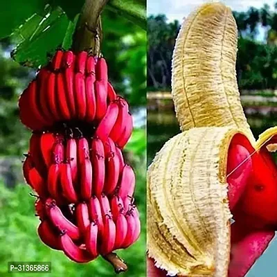 Rare Red Dacca Banana Plant - Exotic and Beautiful-thumb0