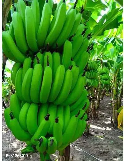 Cold Hardy Banana Tree - Perfect for Outdoor Planting-thumb0