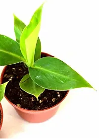 Dwarf Banana Tree - Ideal for Apartments and Small Spaces-thumb1