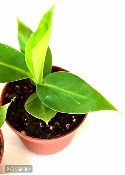 Dwarf Banana Tree - Ideal for Apartments and Small Spaces-thumb2