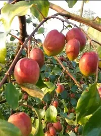 Ber Apple Plant - Cold Hardy Variety-thumb1