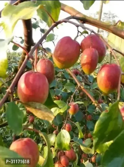 Ber Apple Plant - Cold Hardy Variety-thumb2