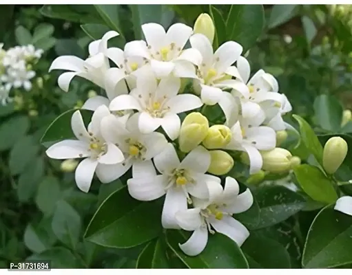 Potted Jasmine Plant - Adds Elegance to Any Space-thumb0