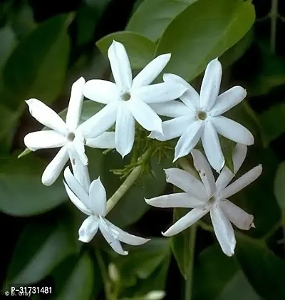 Fragrant Jasmine Plant for Relaxation-thumb0