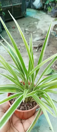 Spider Plant with Pot - Low Maintenance Indoor Greenery-thumb1