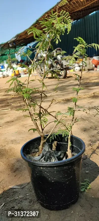 Prosopis Cineraria with Ceramic Pot-thumb0