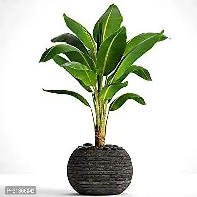 Fresh Live Musa Banana Plant - Easy to Grow-thumb2