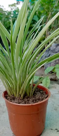 Spider Plant with Pot - Low Maintenance Indoor Greenery-thumb1