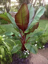 Dwarf Cavendish Banana Tree - Compact and Productive-thumb1