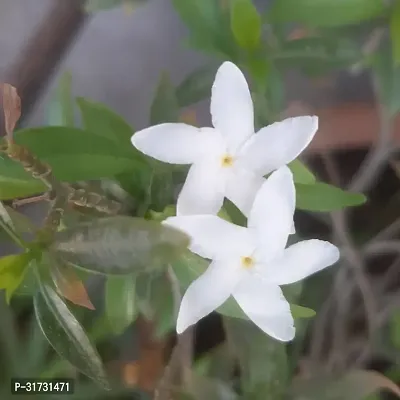 Jasmine Plant for Landscaping-thumb0