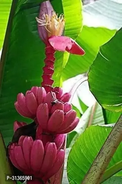 Dwarf Indoor Banana Plant - Easy to Care For-thumb0