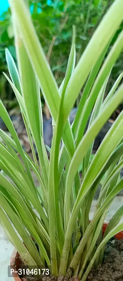 Live Spider Plant - Easy Care Indoor Plant-thumb2