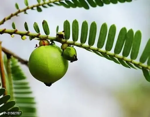 Drought-Resistant Amla Plant - Low Water Needs-thumb0