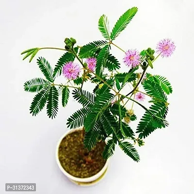 Beautiful Shami Plant in Modern Pot-thumb0