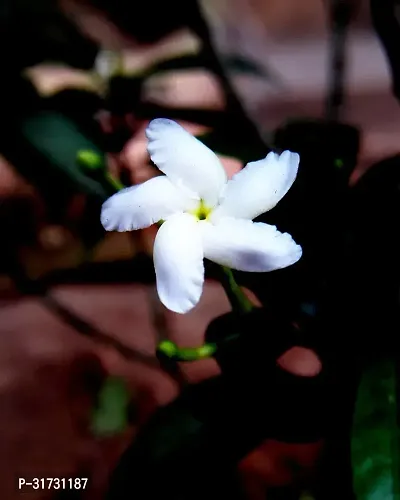 Jasmine Plant with Pot - Easy to Maintain-thumb0