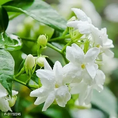 Double Layered Jasmine Plant in Pot-thumb0