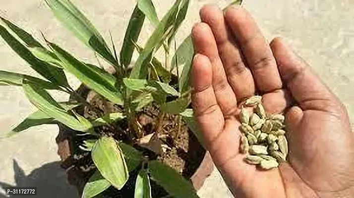 Live Elaichi Plant - Fresh and Fragrant-thumb0