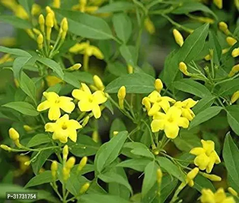 Live Jasmine Plant - Beautiful and Fragrant Addition-thumb0