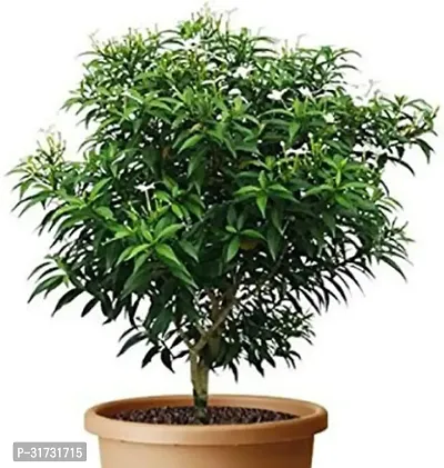 Potted Jasmine Plant - Adds Charm to Any Space-thumb0