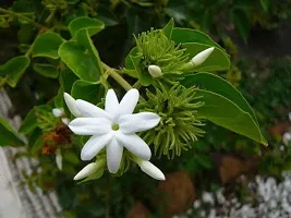 White Jasmine Plant with Sweet Fragrance-thumb1