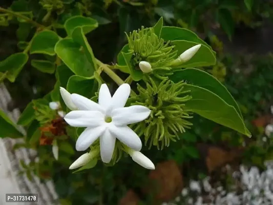 White Jasmine Plant with Sweet Fragrance-thumb2