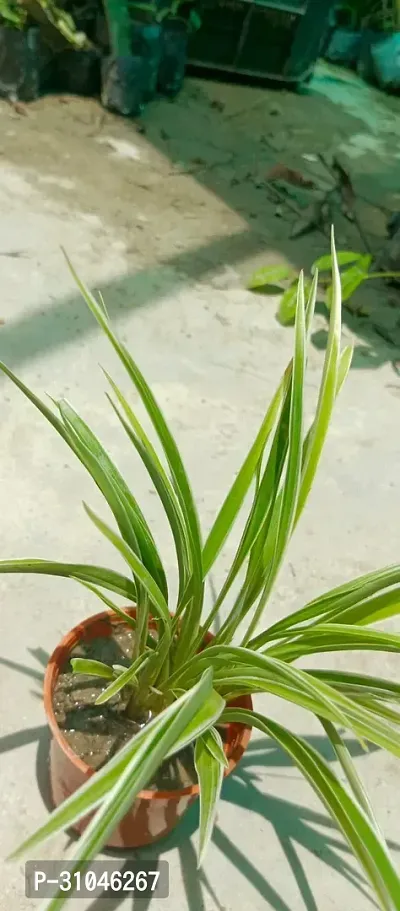 Healthy Spider Plant - Beautiful Indoor Decor-thumb3