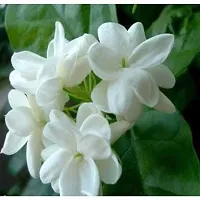 Multi-Purpose Jasmine Plant for Gardens-thumb1