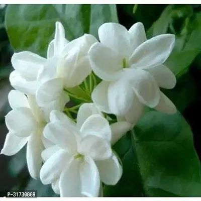 Multi-Purpose Jasmine Plant for Gardens-thumb2