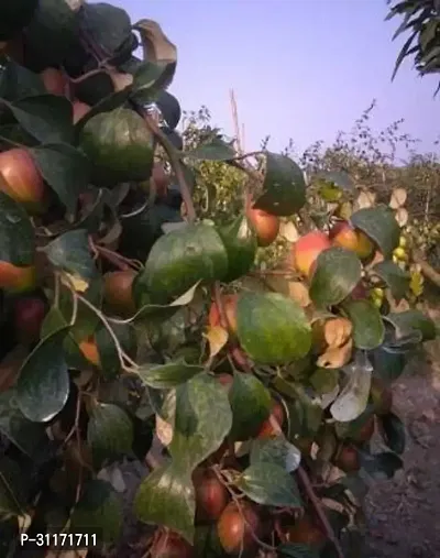 High Yield Ber Apple Tree - Heavy Cropping-thumb0