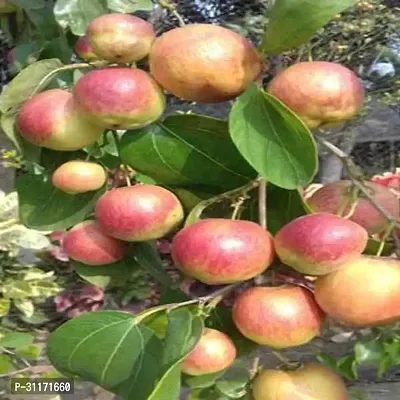 High Yield Ber Apple Plant - Heavy Crop-thumb0