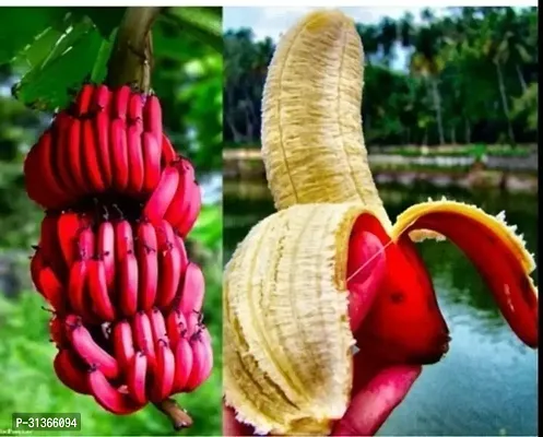 Live Banana Plant - Great for Container Gardening-thumb0