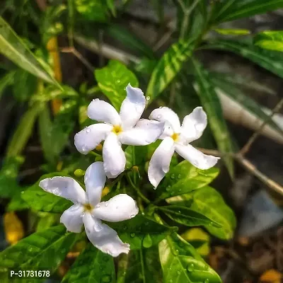 Sweet-Smelling Jasmine Plant for Balconies-thumb0