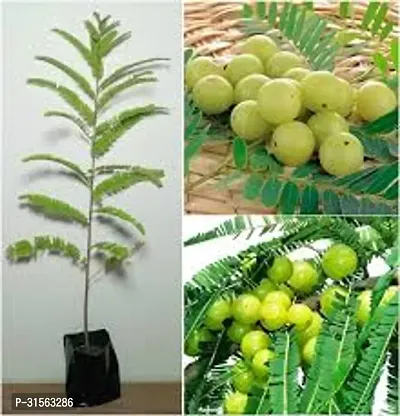 Healthy Amla Berry Plant - Boosts Health-thumb2