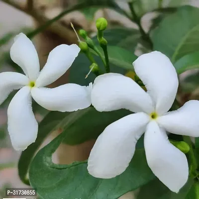 Fragrant Jasmine Plant for Patios-thumb0