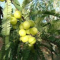 Fresh Amla Sapling - Ready to Grow-thumb1